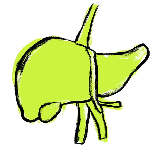 Ручна Ілюстрація Зеленої Печінки Ескіз Малюнка Медичної Медицини Тіло Органу — стокове фото