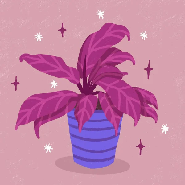 手绘水彩画的卡通画风格的水彩画 紫叶蓝盆栽花 热带叶 品种昂贵 城市丛林自然爱好者用星星种植的草本植物 — 图库照片