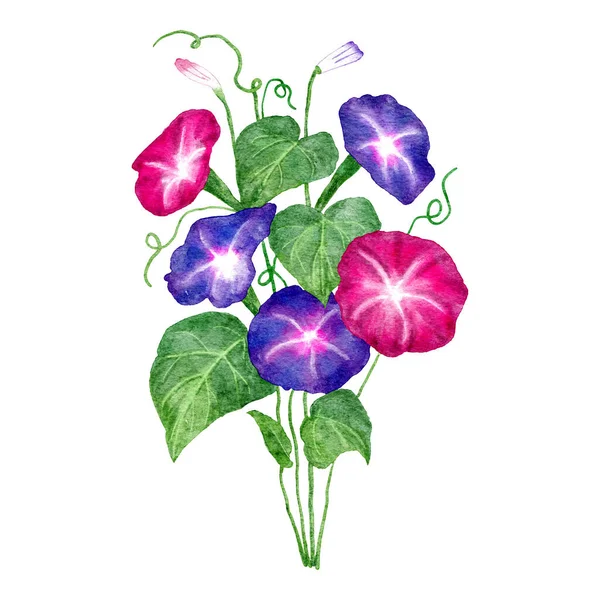 朝の栄光の花 ピンク紫 緑の葉のイポモエアの花の手描き水彩イラスト 庭の花植物の自然設計 日本のスタイルの植物 ツタの描画の園芸 — ストック写真