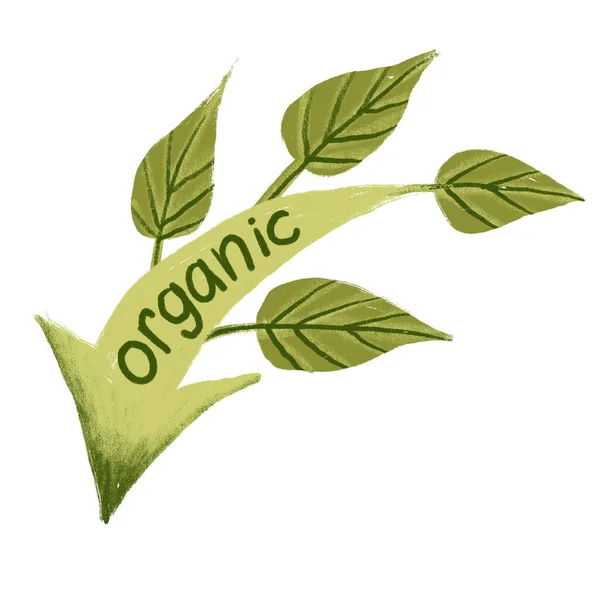 Hand Drawn Illustration Organic Green Label Sticker Green Leaves Nature — Stock Photo, Image
