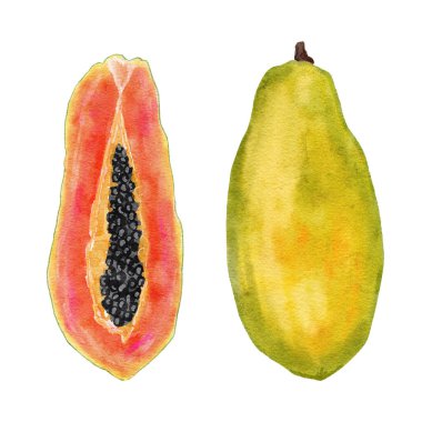 suluboya el çizimi, tropikal olgunlaşmış papaya meyvesi sarısı, siyah tohumlu, vejetaryen, vejetaryen, tekstil kumaşları menüsü için sağlıklı ve modaya uygun yiyecekler. Renkli moda