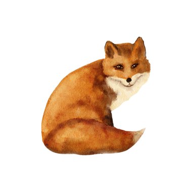 Beyaz izole edilmiş arka planda kırmızı tilki ile el çizimi suluboya çizimi. Vahşi orman orman türleri, sonbahar baskısı, turuncu kürk, tüylü kuyruk, çocuk odası dekorasyonu.