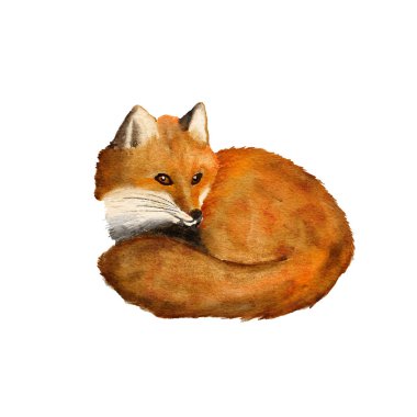 Beyaz izole edilmiş arka planda kırmızı tilki ile el çizimi suluboya çizimi. Vahşi orman orman türleri, sonbahar baskısı, turuncu kürk, tüylü kuyruk, çocuk odası dekorasyonu.