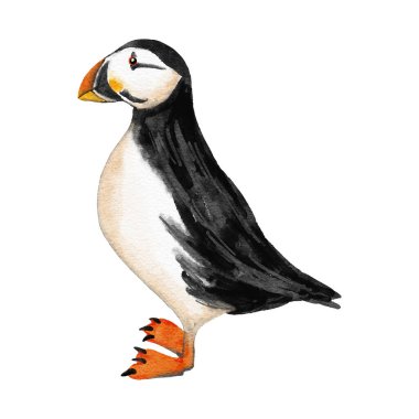 Martı deniz kuşunun el çizimi. Kuzey Atlantik 'in şirin, sevimli, komik yaratığı, düz tasarım, hayvanat bahçesi vahşi yaşam kutup hayvanları, beyaz arka planda sevimli sinek portresi, turuncu gaga ve...
