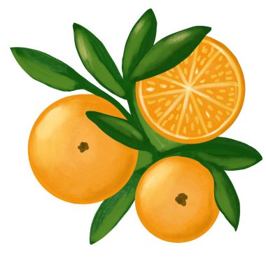 Canlı yeşil yaprakları ve çiçekleri olan parlak turuncu mandalina turunçgillerinin el çizimi. Yiyecekler için organik vejetaryen etiketler, ambalajlar. Doğal tasarım elementleri renkli ve kalın