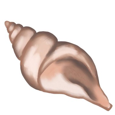 Kabukları elle çizilmiş kabuklar, moch köpüğünde deniz kabuğu bej kahverengi renkler, okyanus altı vahşi yaşam hayvanları. Deniz yazları plaj tasarımı, mercan resifleri doğa.