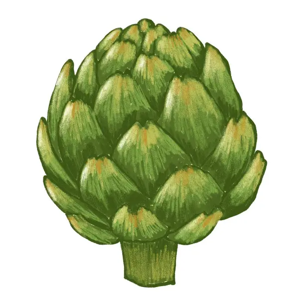 Beyaz yalıtılmış arka planda yeşil enginar çiftliği sebzelerinin el çizimi. Yiyecek tarımı vejetaryen mutfak mutfağı, yenilebilir yemek menüsü gurmesi, lezzetli bitki.