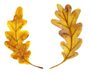 Kırmızı turuncu sarı sonbahar yapraklarının suluboya çizimi. Bir parça meşe üzümü, asma ağaçları, orman ormanı elementleri, Şükran Günü dekorasyon sanatı. Parlak renkli yaprak izi. Sıcak.