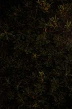 Evergreen background from Phillyrea latifolia. Plant fence, garden fence near the house. Style for naturalness, freshness. known as Jasmine Box, Green Olive Tree or Mock Privet close-up. Copy space