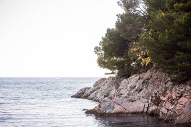 Rocky seashore, beach with green pine trees at sunset. Nature of Montenegro. Natural, texture background. Turquoise calm Adriatic Sea. Green coniferous forest. Scenic seascape. Wallpaper, copy space