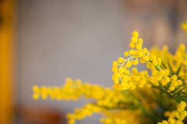 Gray brown abstract background, branches of a yellow, saturated mimosa. Acacia tree flowers. Congratulatory card blank for the holiday. Spring time. Copy space. Greeting Easter card