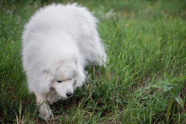 Beyaz, tüylü, yeşil çimenlikteki tüylü Samoyed köpeği. Evcil hayvanlarla seyahat. Yürüyüş, büyük köpeklere bakmak. Köpek kırsaldaki ormanda koşar. Boşluğu kopyala