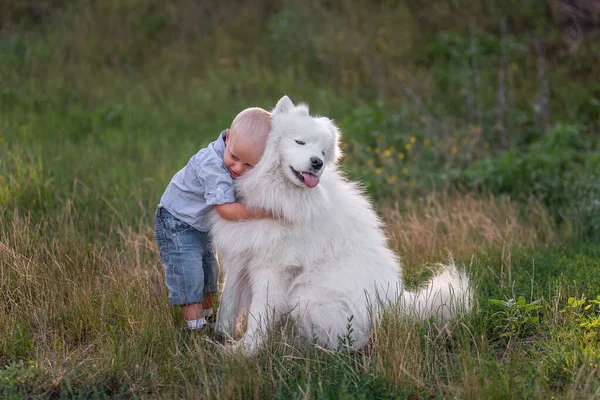 Little boy lovingly embraces white fluffy Samoyed dog. Friendship between man and animal. Therapy, training, care, pet care. Traveling in nature with dog. Tenderness of the baby to domestic pet.