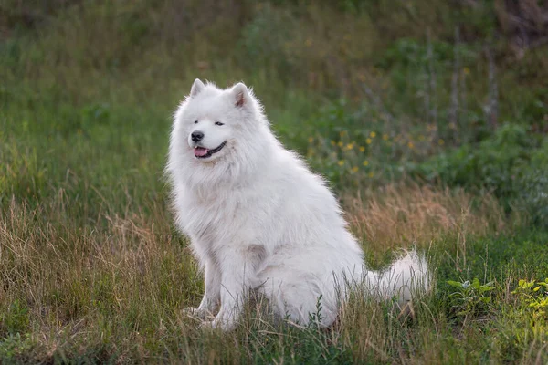 白色的 滑稽的 毛茸茸的萨摩亚狗 生活在绿色的草地上 和宠物一起旅行走路 照顾大狗 这只狗在乡间的森林里奔跑 复制空间 — 图库照片