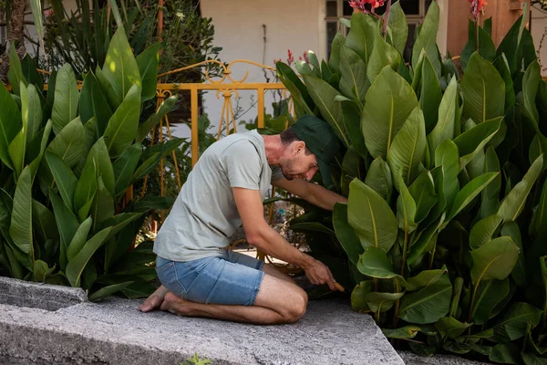 Middle aged man works near the house fence. Gardener in front blooming red flower background Calathea Lutea Plant. Landscape design with tropical plants leafing banana. Garden care. Botanical concept