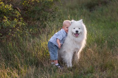 Küçük çocuk beyaz tüylü Samoyed köpeğini sevgiyle kucaklıyor. İnsan ve hayvan arasındaki arkadaşlık. Terapi, eğitim, bakım, hayvan bakımı. Köpekle birlikte doğada dolaşmak. Bebeğin evcil hayvanlara karşı hassasiyeti.