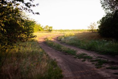 Yol boyunca parlak bir ışık demeti ile doymuş yeşillik. Peyzaj arka planı. Dünya Günü. Harika güneşli gün batımı. Boş yaz, bahar yolu. Sihirli doğa. Boşluğu kopyala