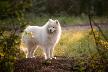 Beyaz, tüylü Samoyed yeşil ormanda doğada. Evcil hayvanlarla seyahat. Yürüyüş, büyük köpeklere bakmak. Köpek kırsaldaki çalıların arasından koşar. Uzayı kopyala Mutlu köpek gülümser, dilini koparır.