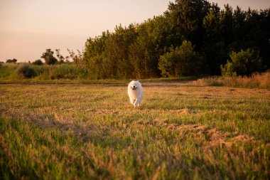 Yumuşak beyaz Samoyed buğday tarlasında neşeyle koşar. Köpek dilini çıkararak mutlu bir şekilde gülümsüyor. Yürümek, evcil hayvanlarla seyahat etmek. Halkın en iyi dostu. Doğa manzarası