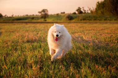 Yumuşak beyaz Samoyed buğday tarlasında neşeyle koşar. Köpek dilini çıkararak mutlu bir şekilde gülümsüyor. Yürümek, evcil hayvanlarla seyahat etmek. Halkın en iyi dostu. Doğa manzarası