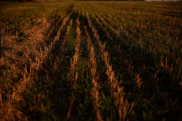 在乡间的田野里 一排排在日落时分收割的小麦 自然景观背景 秋天之前在农场收获大麦 准备播种的土地 — 图库照片