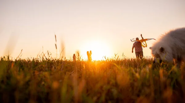 Samoyed Günbatımında Gökyüzünde Uçurtmayla Koşarken Odaksız Panoramik Çeşitlilik Ailesi Kulağının — Stok fotoğraf