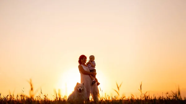 Mödrar Siluett Med Liten Son Armar Och Samoyed Solnedgången Fältet — Stockfoto