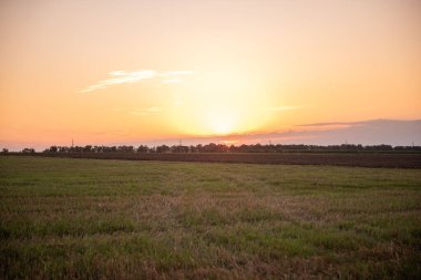 Kırsalda bir tarlada gün batımında kesilmiş buğday sıraları. Doğal manzara arka planı. Sonbahara kadar çiftlikte arpa topluyorum. Toprağı işlemek için hazırlıyorlar..