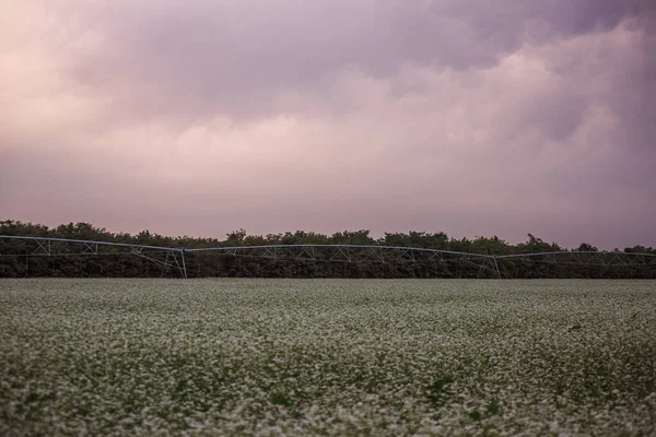 Sistema Irrigação Agrícola Campo Rega Com Fagópiro Florido Com Nuvens — Fotografia de Stock