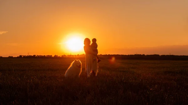 Mothers silhouette with little son in arms and Samoyed in sunset on the field. Orange natural background. Panoramic view. Traveling with children, pets to rural areas. Concept of freedom, care, love