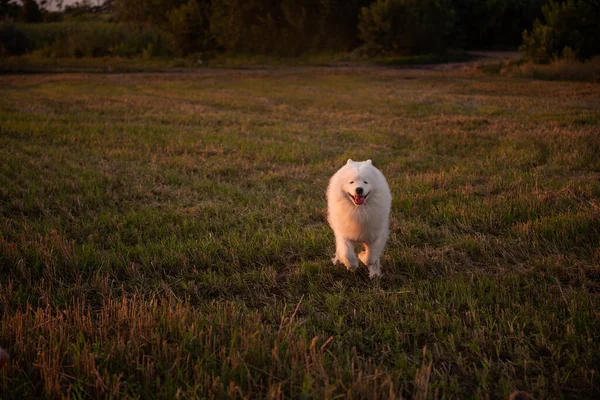 Chlupatý Bílý Samoyed Vesele Běží Přes Posekané Pole Pšenice Pes — Stock fotografie