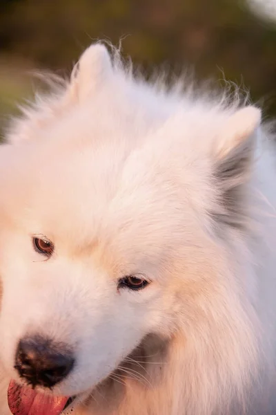 Very large close up portrait of white fluffy Samoyed. The dog smiles with its tongue out. Care, love, traveling with pets