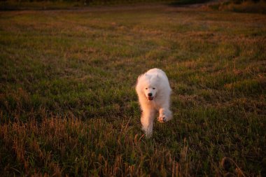Yumuşak beyaz Samoyed buğday tarlasında neşeyle koşar. Köpek dilini çıkararak mutlu bir şekilde gülümsüyor. Yürümek, evcil hayvanlarla seyahat etmek. Halkın en iyi dostu. Doğa manzarası