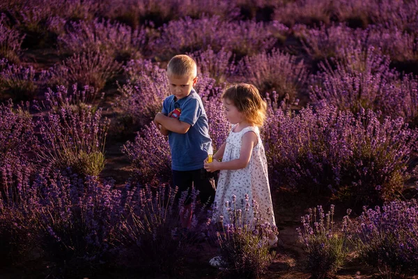 Speels Klein Schattig Koppel Jongen Meisje Lopen Paarse Lavendel Bloem — Stockfoto