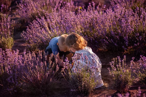 Zabawny Mały Ładny Chłopak Para Dziewczyna Spacer Fioletowy Kwiat Lawendy — Zdjęcie stockowe