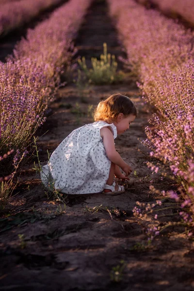 Klein Meisje Bloemenjurk Loopt Tussen Rijen Paarse Lavendel Het Veld — Stockfoto