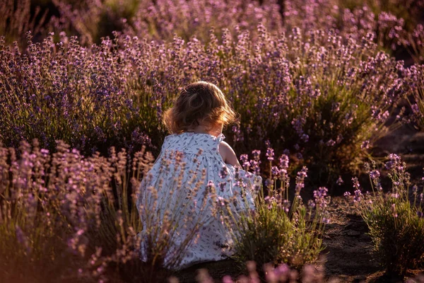 花のドレスの女の子は フィールドに紫色のラベンダーの行の間で実行されます 子供は地面を掘っている 田舎を歩きなさい アレルギーの概念 天然物 陽気な子供時代 — ストック写真