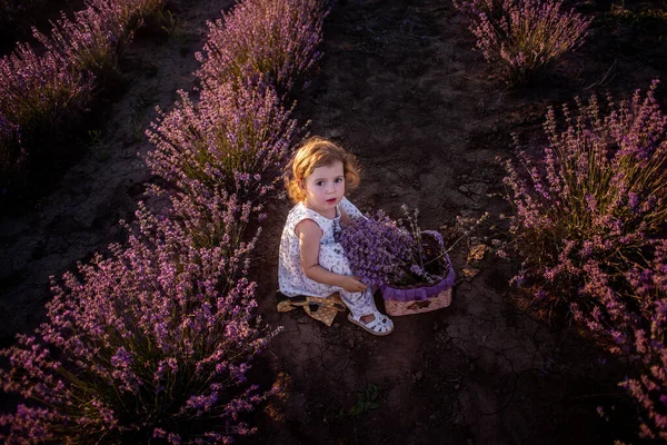 Top View Portrait Little Girl Flower Dress Sitting Field Rows — Stock Photo, Image