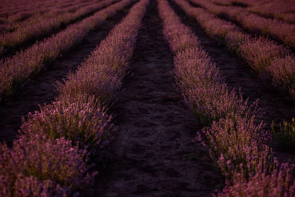 Красивое Фиолетовое Лавандовое Поле Закате Кусты Растут Чётными Рядами Выходящими — стоковое фото