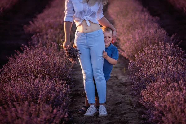 Маленький Син Ховається Мамою Молода Жінка Хлопчик Ходять Рядах Лавандового — стокове фото