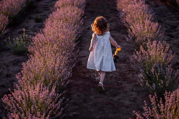 Virágos Ruhás Kislány Átszalad Lila Levendula Mezőn Sorok Között Naplementekor — Stock Fotó
