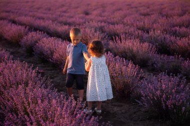 Mor lavanta çiçeği tarlası arka planında yürüyen, neşeli, neşeli, güneşli bir gün geçirin. Heyecanlı küçük çocuklar. Aile günü, çocuklar, çocukluk yaşam tarzı konsepti