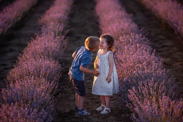 紫色のラベンダー畑の列に頬にキス男の子のクローズアップ肖像画 かわいいカップルを愛することは自然の中で楽しいです 家族の日 屈託のない 陽気な子供時代 スペースのコピー — ストック写真