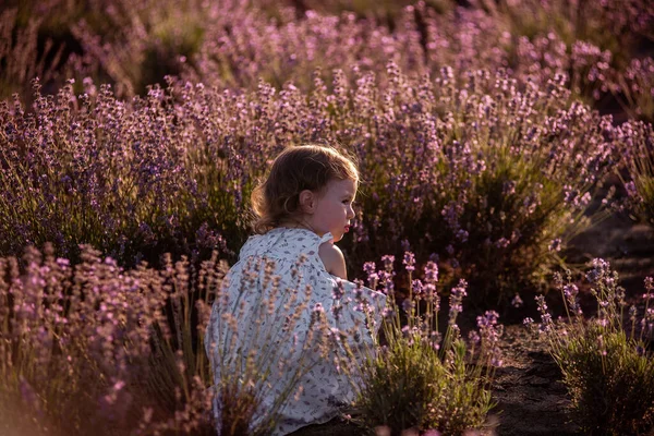 Virágos Ruhás Kislány Fut Lila Levendula Sorok Között Mezőn Gyerek — Stock Fotó