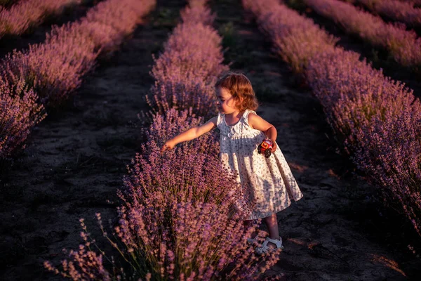花畑の紫色のラベンダーの列の間で花のドレスの女の子が遊ぶ 子供は地面を掘っている 田舎を歩きなさい アレルギーの概念 天然物 陽気な子供時代 — ストック写真