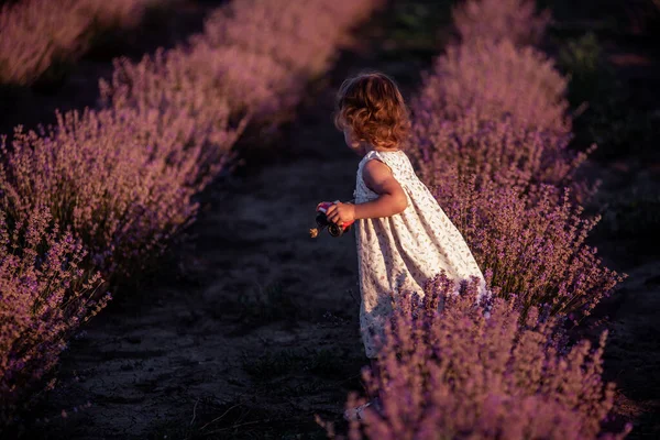 Dziewczynka Sukience Kwiatowej Stoi Tyłu Polu Fioletowej Lawendy Wśród Rzędów — Zdjęcie stockowe