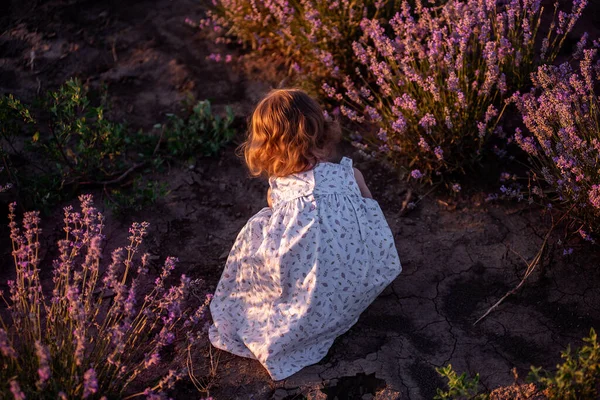 Mała Dziewczynka Sukience Kwiatowej Biegnie Wśród Rzędów Fioletowej Lawendy Polu — Zdjęcie stockowe