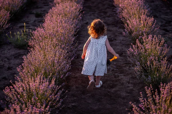 花のドレスの少女は 日没時に列の間で紫色のラベンダーの畑を横切って走ります 幼児の子供は田舎を歩くのが楽しい アレルギーの概念 天然物 スペースのコピー — ストック写真