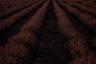 Gün batımında güzel mor lavanta tarlası. Çalılar çift sıra büyür, ufkun ötesine çapraz olarak giderler. Aromatik koku. Alerji konsepti. Doğal yağlar, parfümler. Boşluğu kopyala.