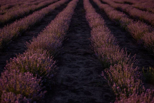 Gün batımında güzel mor lavanta tarlası. Çalılar çift sıra büyür, ufkun ötesine çapraz olarak giderler. Aromatik koku. Alerji konsepti. Doğal yağlar, parfümler. Boşluğu kopyala.